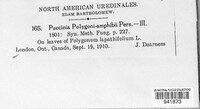 Puccinia polygoni-amphibii image